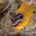 cardinalfish_coral_eoe_sim_h_0022_tha0124.jpg